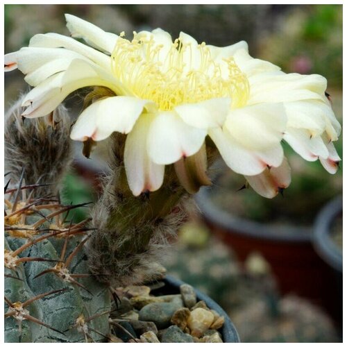     Acanthocalycium glaucum WR-572 10 . 350