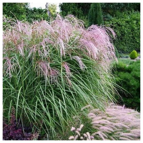   (. Miscanthus sinensis)  25 330