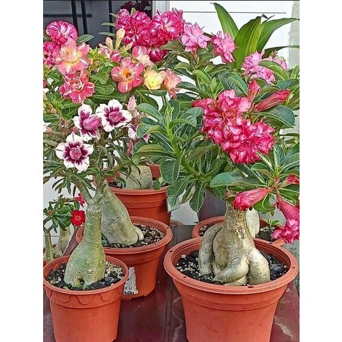  mix (. Adenium)  10 322