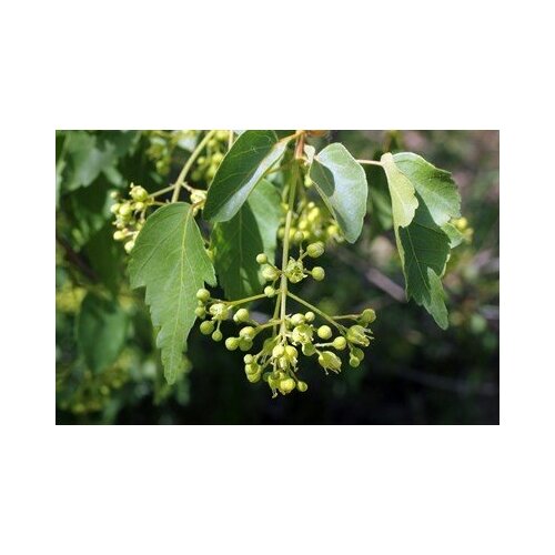   -   (. Acer oliverianum)  10 317