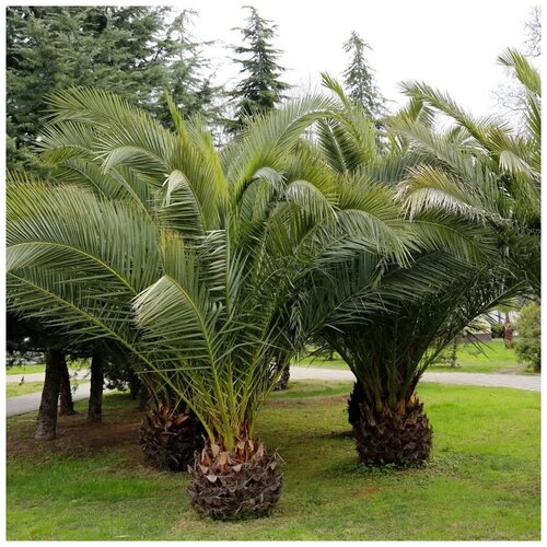    (. Phoenix canariensis) 3 . 602