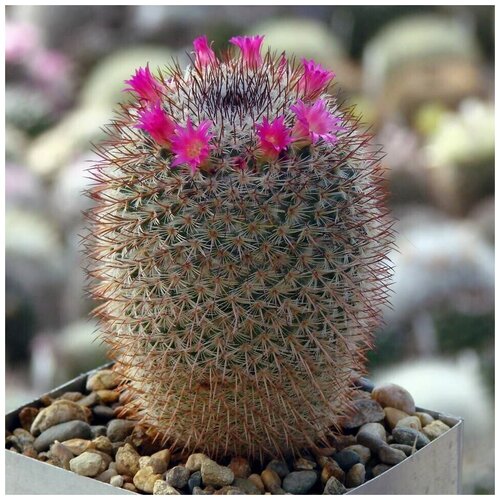     Mammillaria conspicua P-468 10 . 350