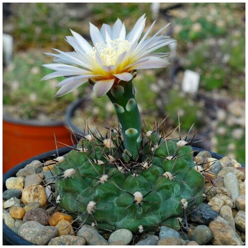     Gymnocalycium borthii GN-1075/3935 10 . 350