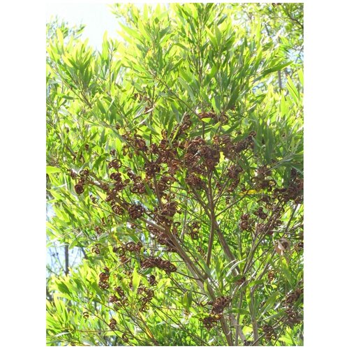    (Acacia melanoxylon), 10  369