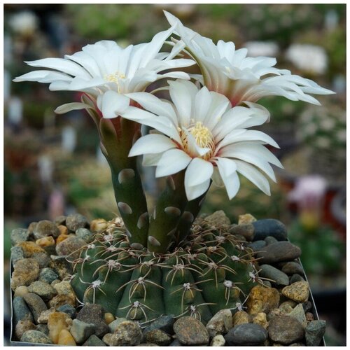     Gymnocalycium quehlianum JO-306 10 . 350