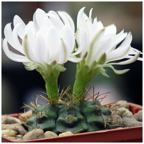     Gymnocalycium damsii v.torulosum 10 . 350