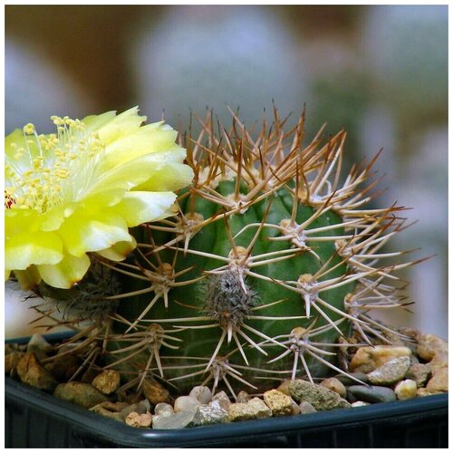     Acanthocalycium thionanthum v. brevispinum P-42 10 . 350