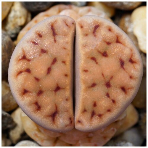     Lithops karasmontana ssp. eberlanzii C-209 10 . 350