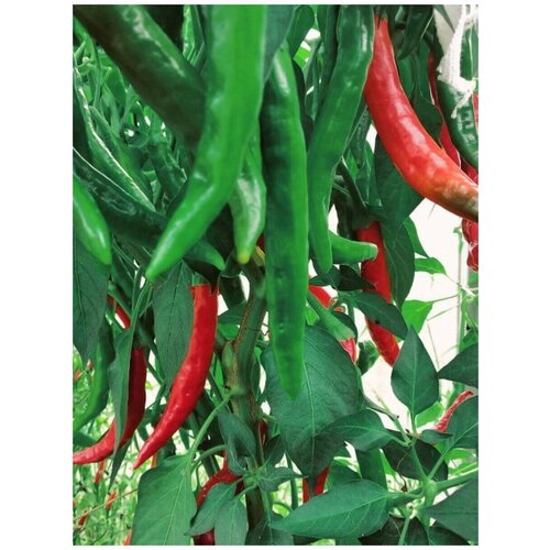    Guntur chili ( ), 5  350