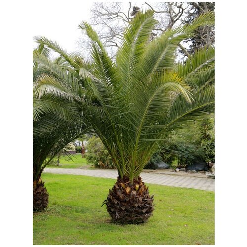     (Phoenix canariensis), 5  450