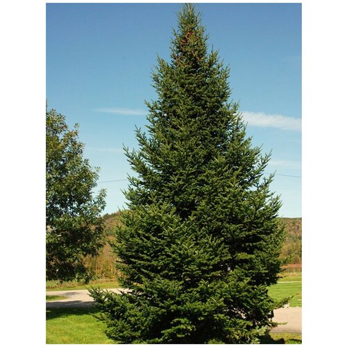    (Abies balsamea), 30  1050