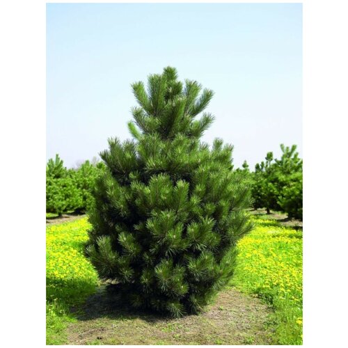    (Pinus nigra), 15  450