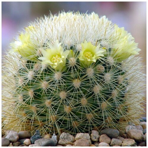     Mammillaria densispina Rog-490 10 . 350