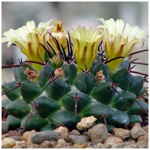     Mammillaria flavovirens Rog-573 10 . 350