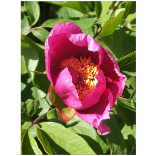    (Paeonia kavachensis), 5  410