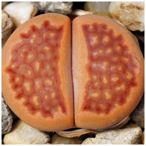     Lithops hallii v. ochracea C-111 10 . 350