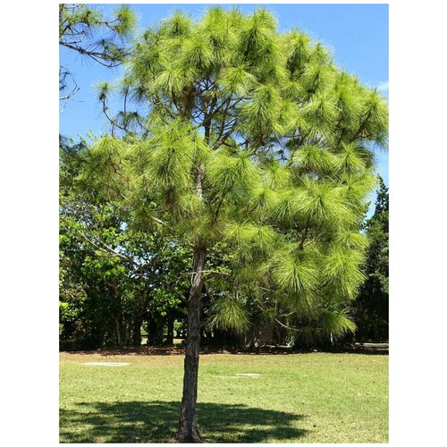    (Pinus elliottii), 10  420