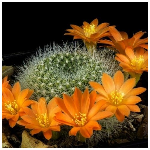     Rebutia edeltraudii RW-66 10 . 350