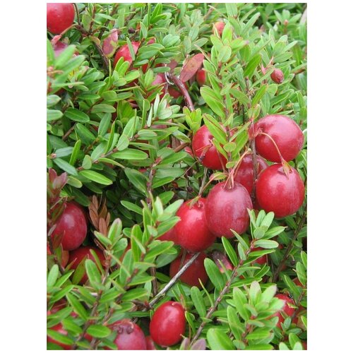    (Vaccinium macrocarpon), 35  400