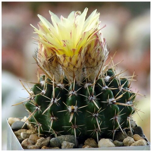     Notocactus submammulosus VG-019 10 . 350