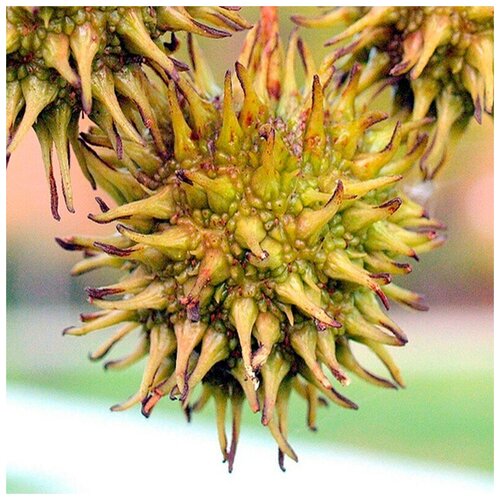   (. Liquidambar Styracyflua)  20 495