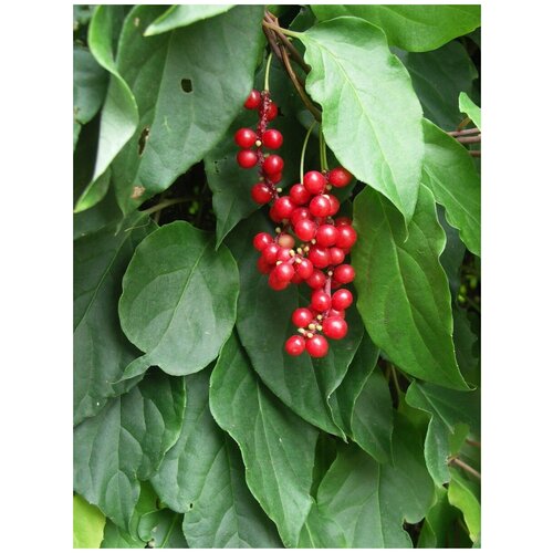    (Schisandra chinensis), 20  400