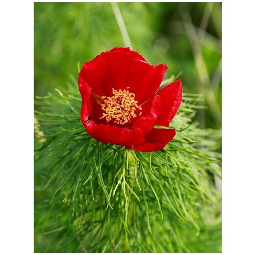    (Paeonia tenuifolia), 5  400