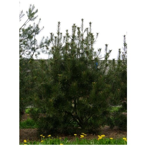    (Pinus bungeana), 10  387