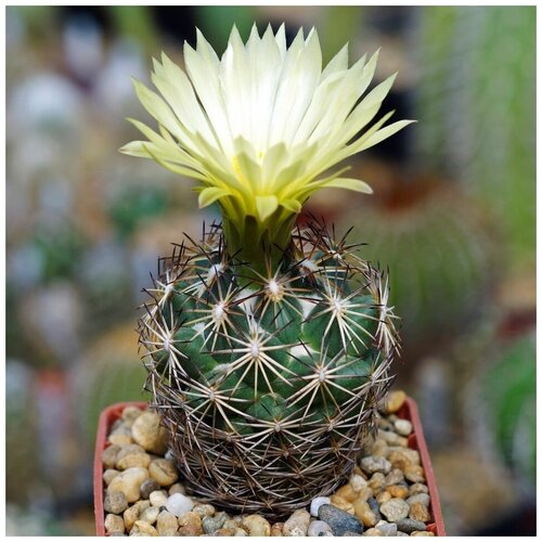     Coryphantha radians v. bernalensis PAN-110 10 . 350