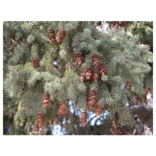   -   (. Picea glauca)  30 380