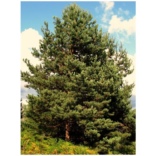    (Pinus sylvestris), 55  400