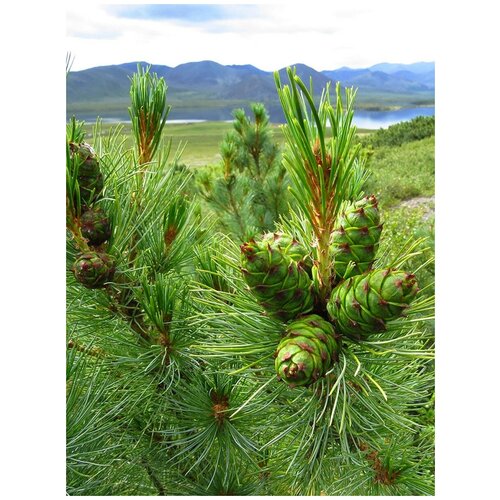    (Pinus pumila), 30  350