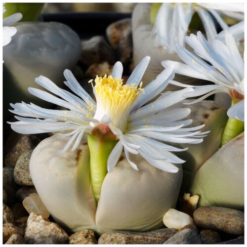     Lithops julii pallid SB-1344 10 . 350