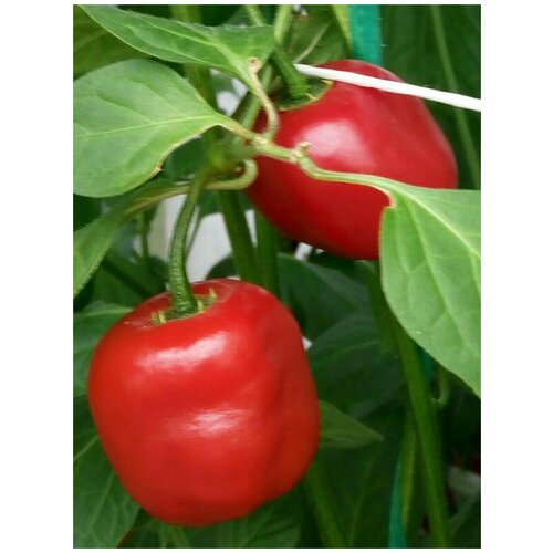    Rocoto red ( ), 5  380