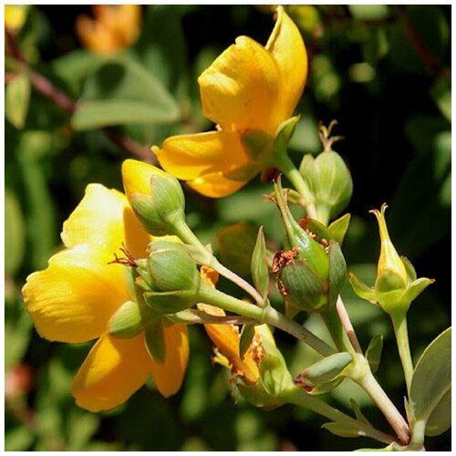   (. Hypericum hookerianum)  100  380