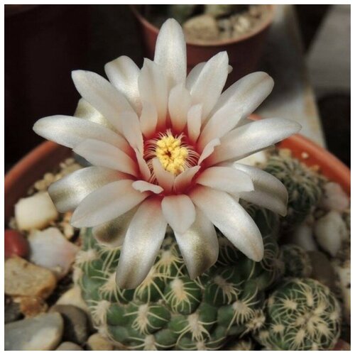     Gymnocalycium calochlorum 10 . 350