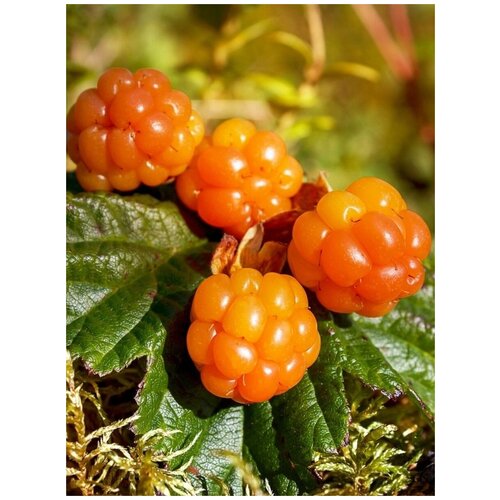    (Rubus chamaemorus), 5  342