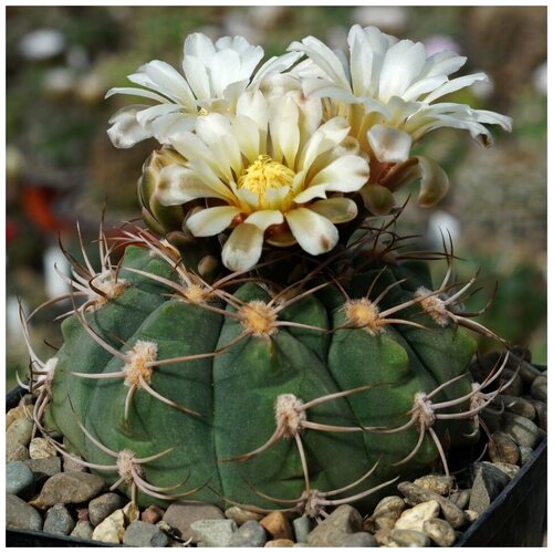     Gymnocalycium ambatoense GN-915/3000 10 . 350