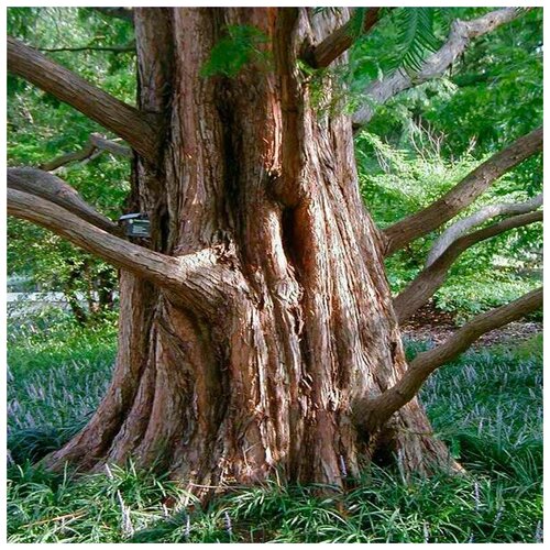  (. Metasequoia glyptostroboides)  25 340