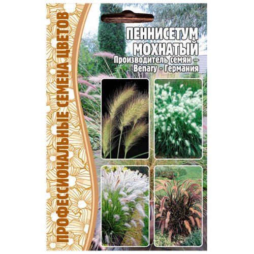    (Pennisetum villosum) (10 ) 220