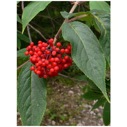    (Sambucus sibirica), 25  400