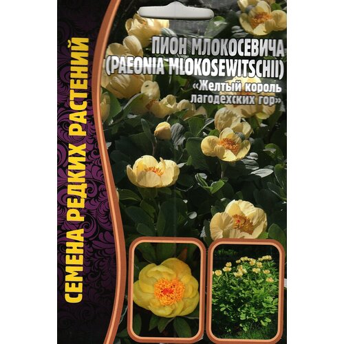   / paeonia mlokosewitshll (   )  ( 1 : 3  ) 259