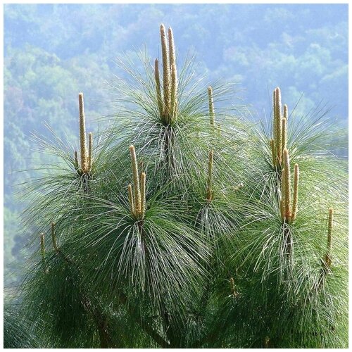   (. Pinus roxburghii)  10 414