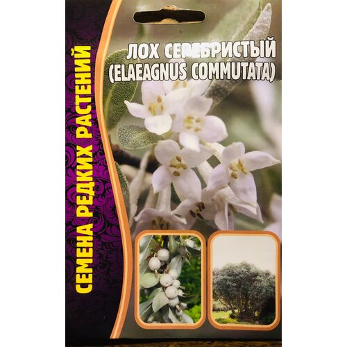    (Elaeagnus commutata) (5 c) 205
