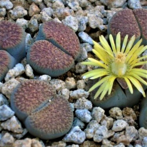    Lithops verruculosa Inae C-095 10 . 350