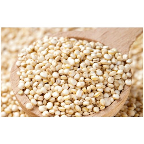   (. Chenopodium quinoa)  250 311