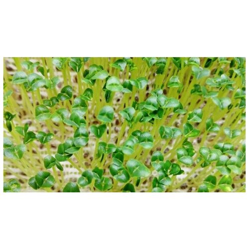   (. Salvia hispanica)  250 400