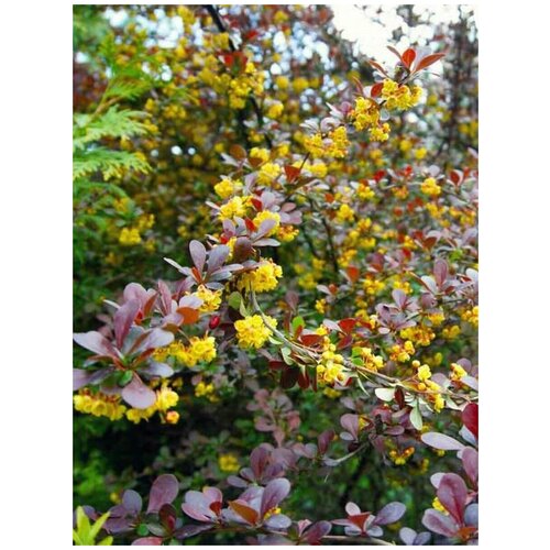    (Berberis thunbergii), 20  400