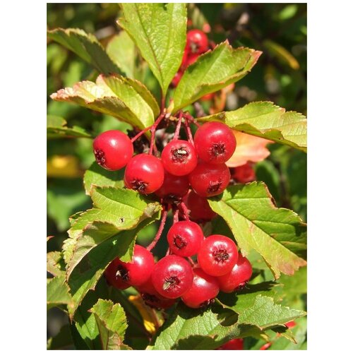    (Crataegus dahurica), 15 , ,    400 