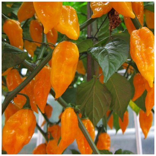     Bhut jolokia orange 5 . 320